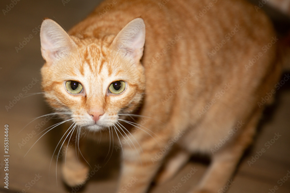 portrait of feline cat pet animal in closeup at home