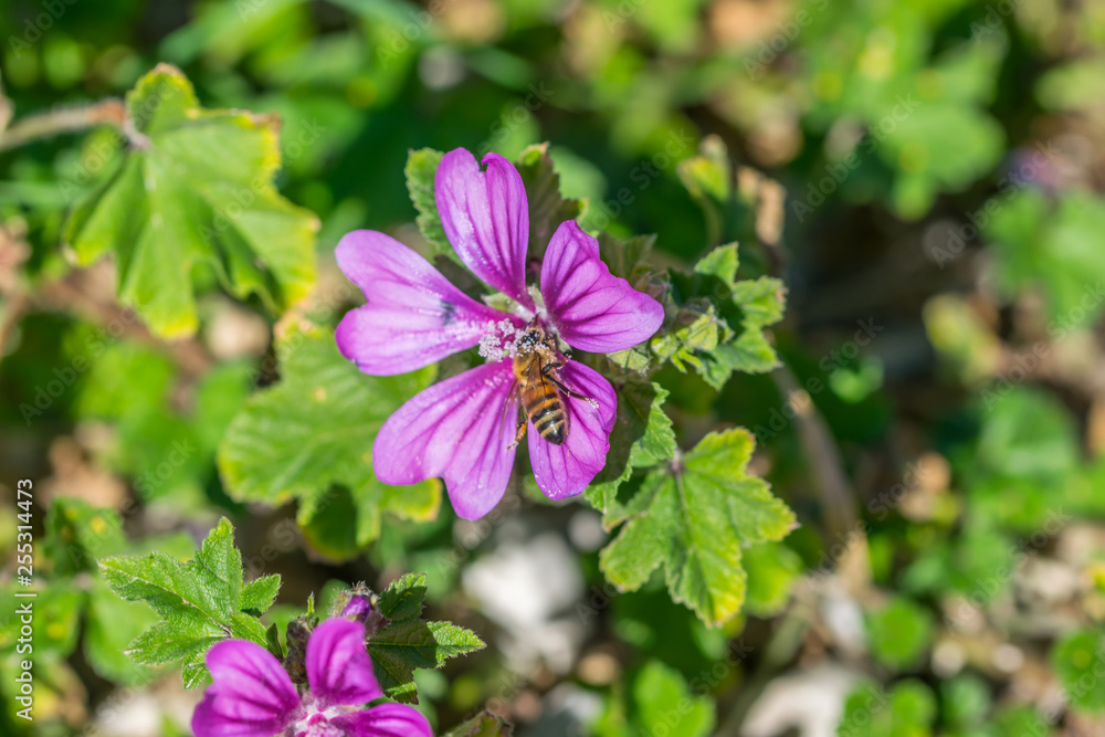 Bee in a Purple Wildflower in Southern Italy in Spring Bee in a Purple Wildflower in Southern Italy in Spring