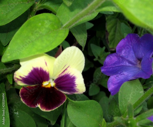 violet and petunia flower-2