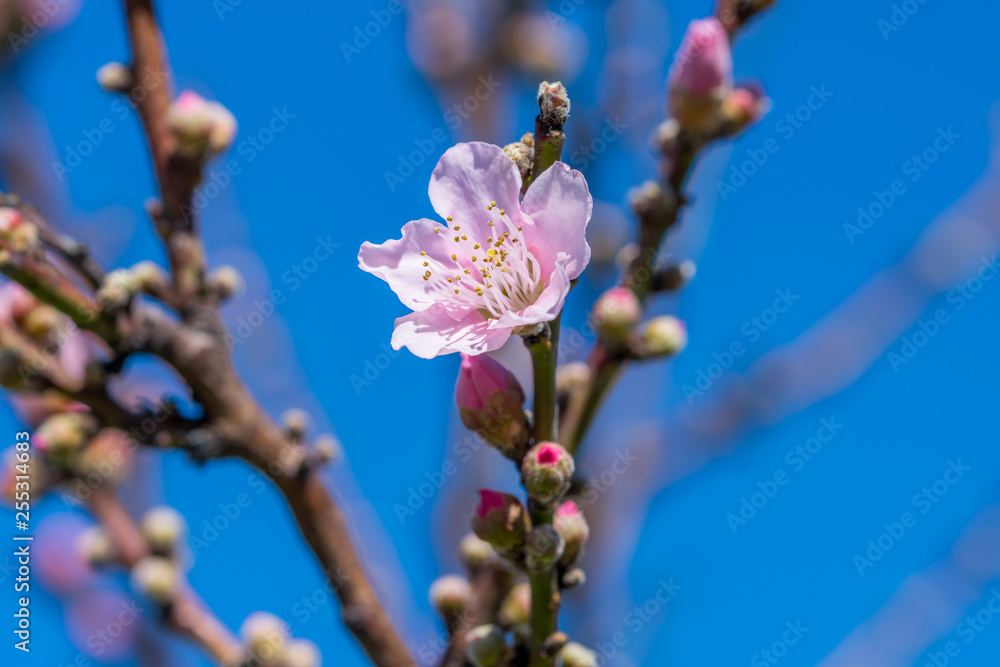 Almond Tree Blossoms in Spring