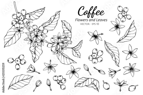 Fotografia Collection set of coffee flower and leaves drawing illustration.
