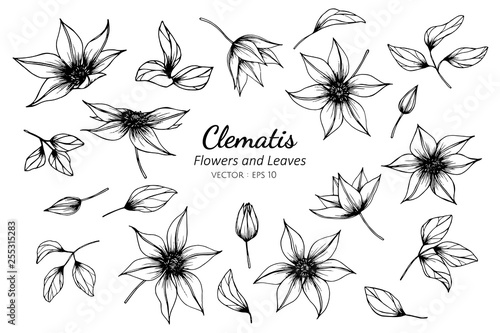 Collection set of clematis flower and leaves drawing illustration. photo