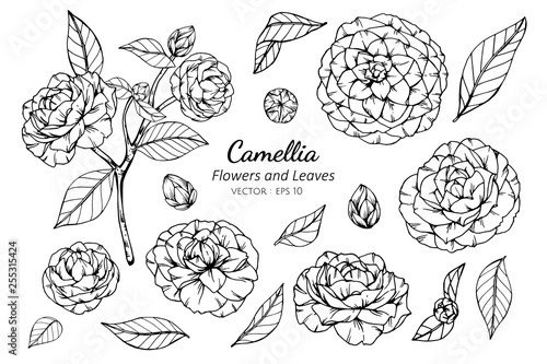 Fotografia Collection set of camellia flower and leaves drawing illustration