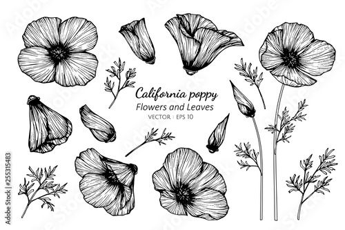 Collection set of california poppy flower and leaves drawing illustration.