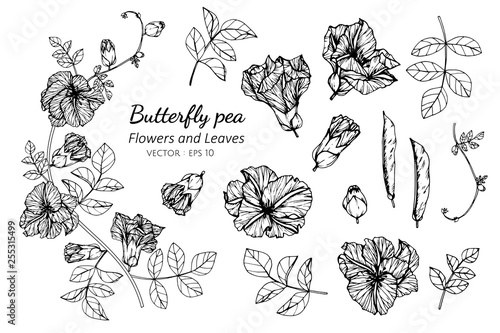 Collection set of butterfly pea flower and leaves drawing illustration.