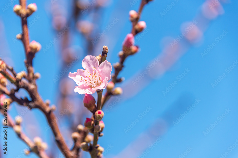 Fruit Tree Blossoms Against a Clear Blue Sky for Backgrounds Fruit Tree Blossoms Against a Clear Blue Sky for Backgrounds