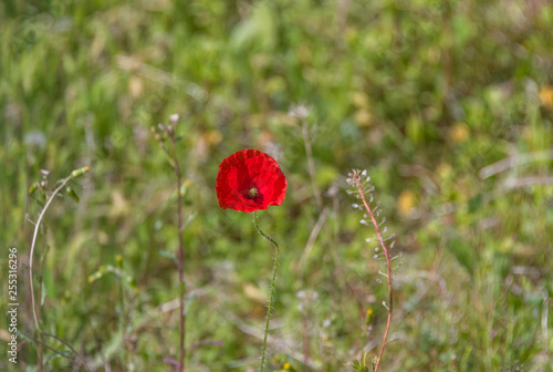 Single Red Poppy Flower in a Field