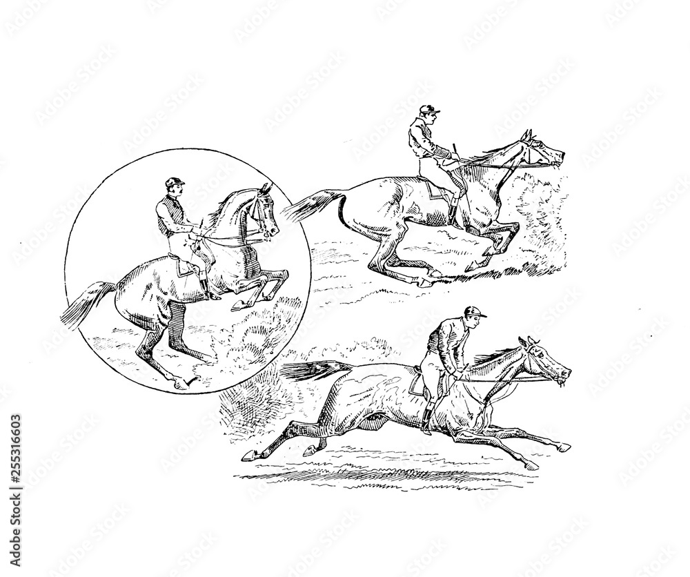 Fototapeta premium Horse