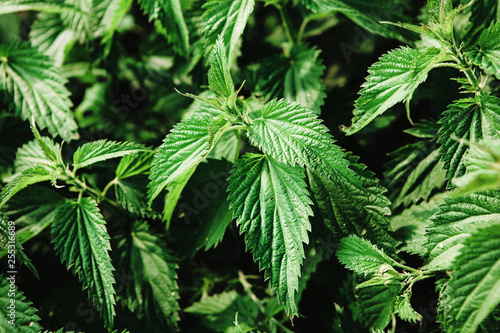 Fotografia Ripe and searing green nettle, top view.
