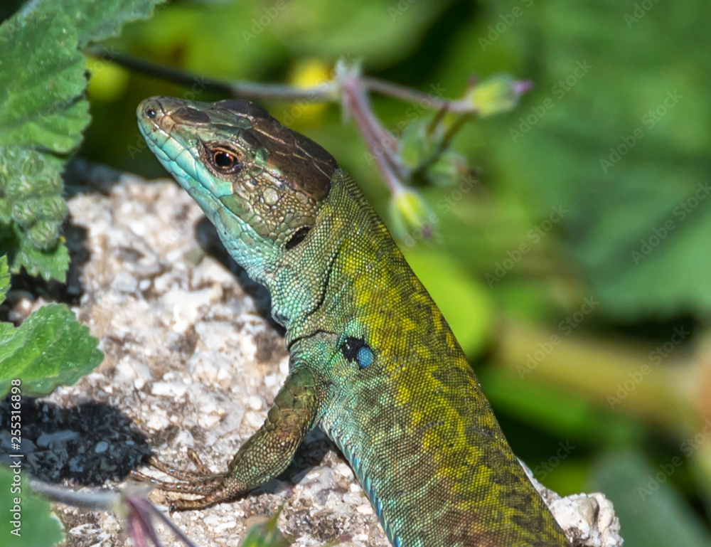 Naklejka premium Closeup of a Green and Turquoise Lizard on a Sunny Day in Italy