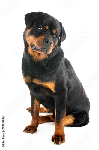 rottweiler in studio