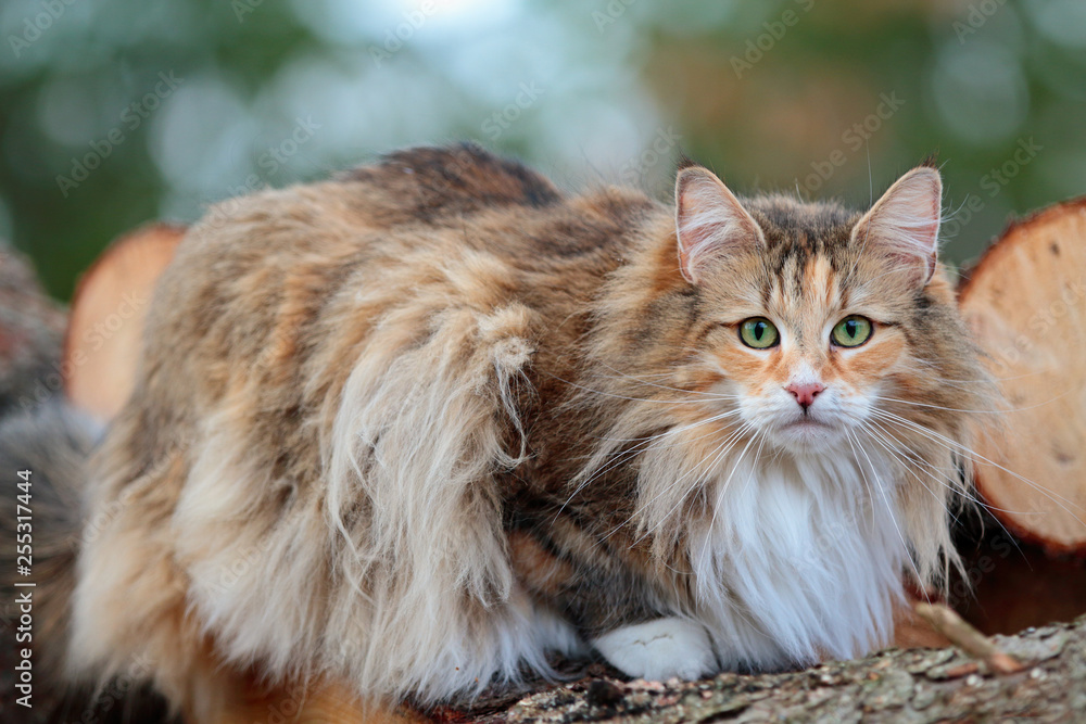Norwegian forest cat looking at the photographer. She spends time outdoors on a heap of some logs