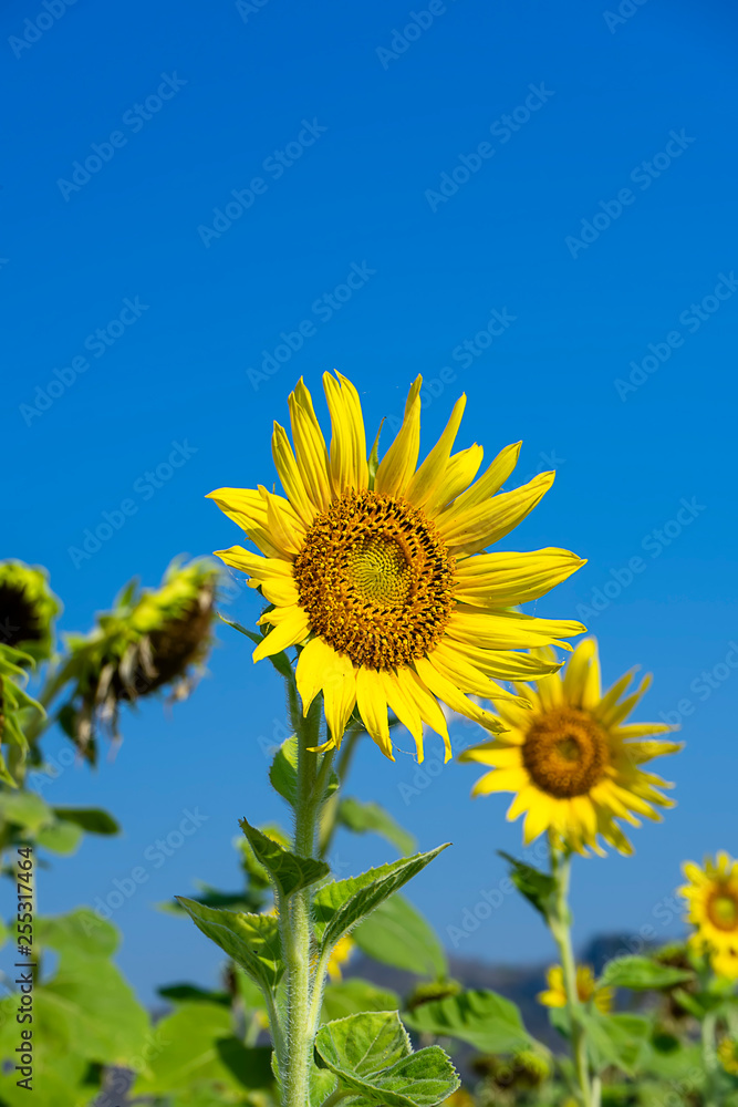 Close up The Sunflower