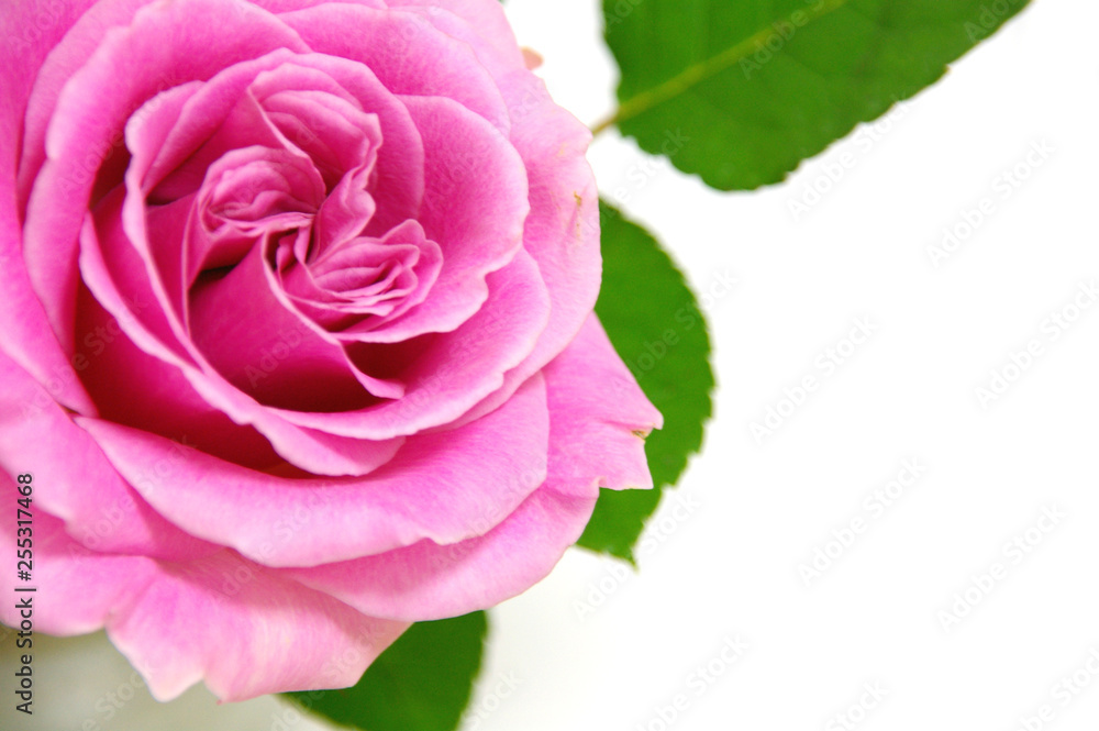 Fototapeta premium ピンク色の美しい薔薇の花