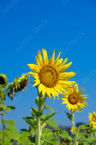 Close up The Sunflower