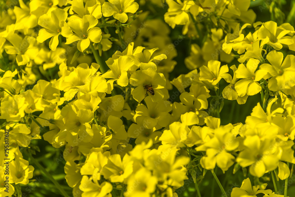 Obraz premium Bee in Yellow Flowers on a Sunny Spring Day in Italy
