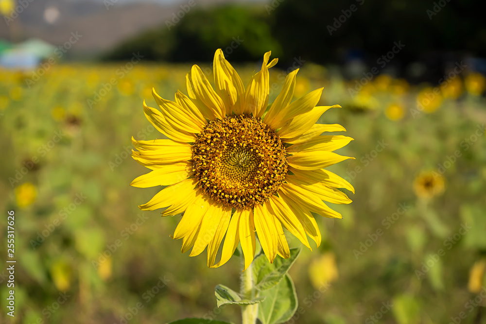 Fototapeta premium Close up The Sunflower
