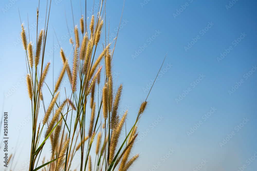 flower grass in the morning flower grass in the morning