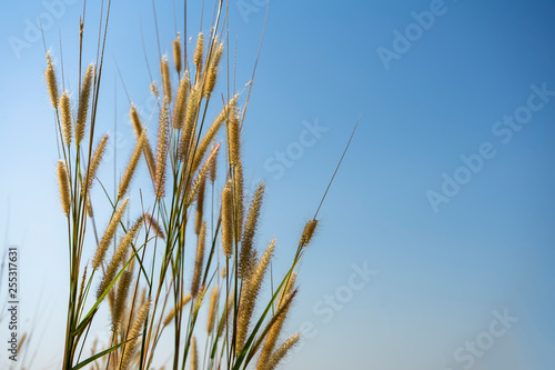 flower grass in the morning