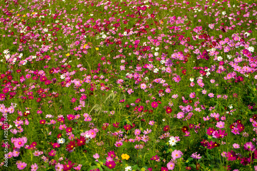 Japanese cosmos flowers