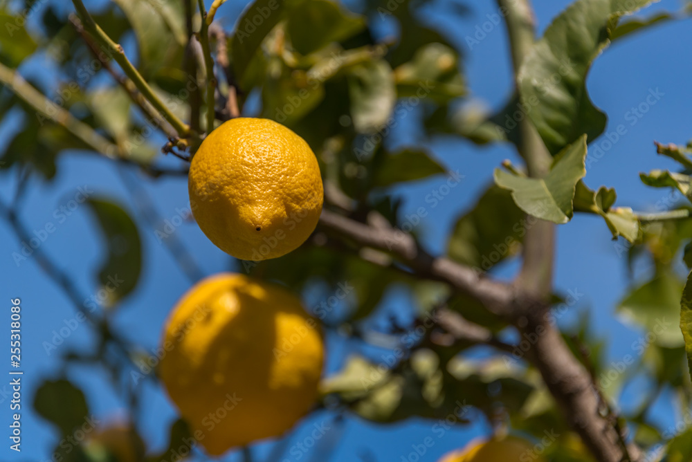 Ripe Lemons on a Tree in Italy
