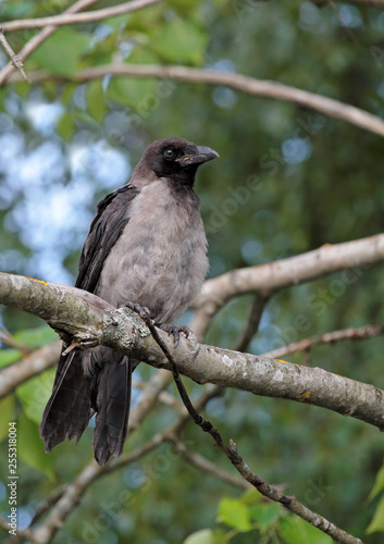 One crow sitting on a branch in the summertime © puteli