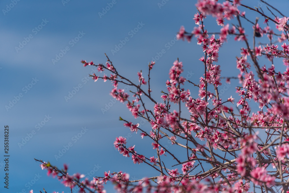 Fruit Tree Blossoms Against a Clear Blue Sky for Backgrounds Fruit Tree Blossoms Against a Clear Blue Sky for Backgrounds