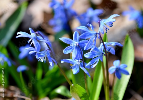 Delicate flowers scilla siberica bloom in the forest, harbingers of spring