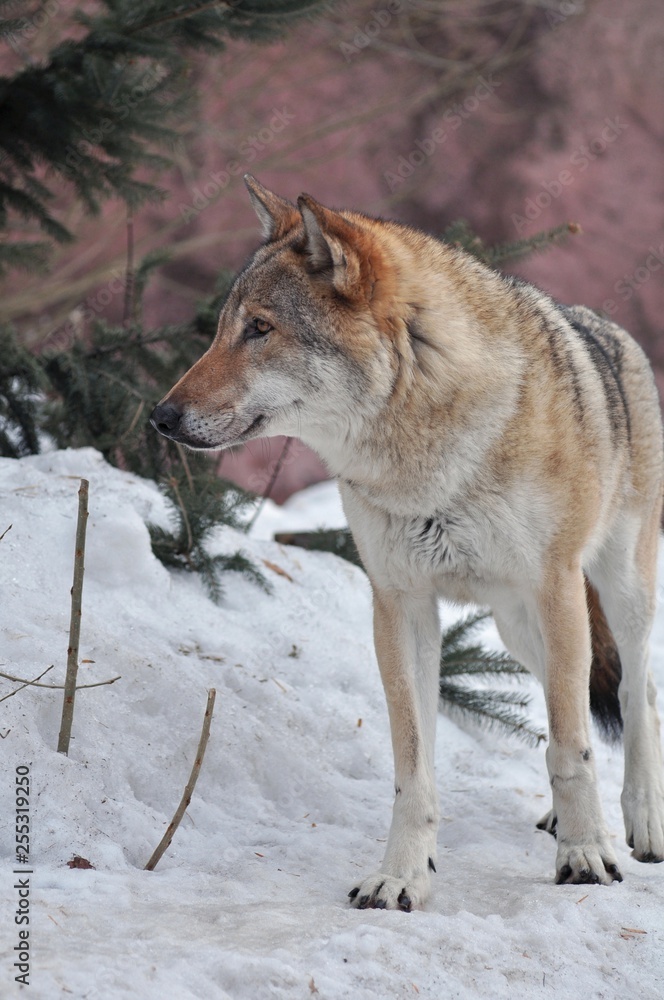 Obraz premium Eurasian wolf