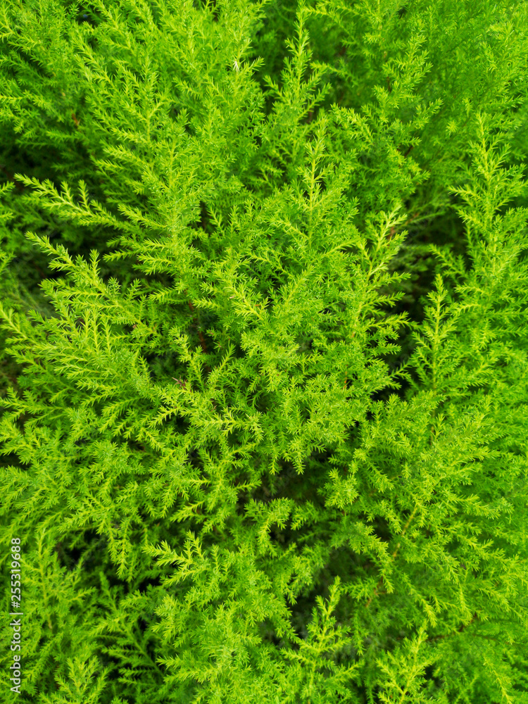 sabina chinensis in garden sabina chinensis in garden