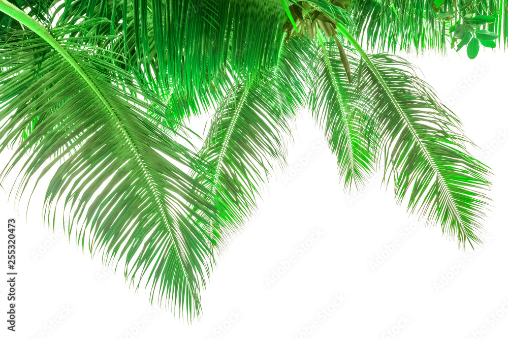 Palmes vertes de cocotier Palmes vertes de cocotier