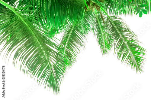 Palmes vertes de cocotier 