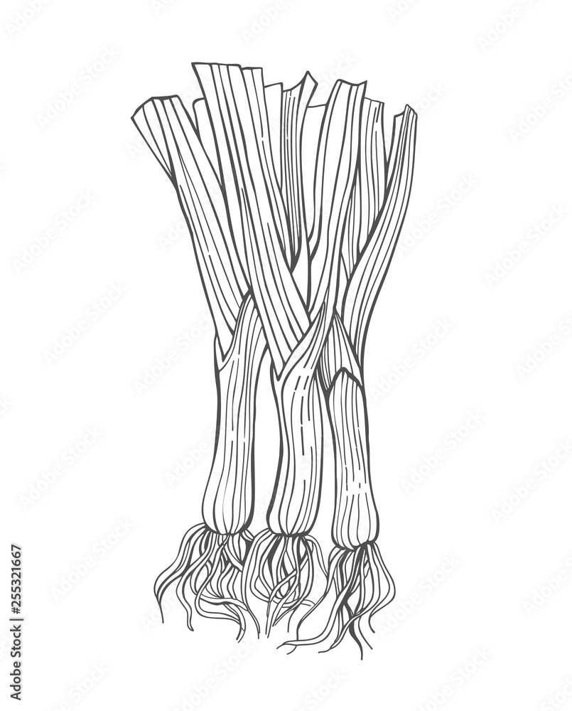Leek. Hand drawn engraving style vector illustration. Leek. Hand drawn engraving style vector illustration.