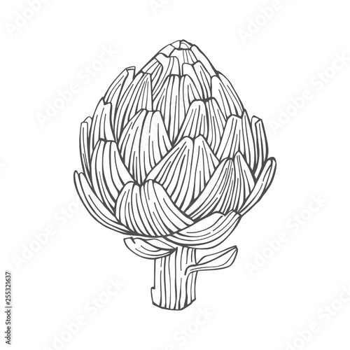 Artichoke. Hand drawn engraving style illustration.