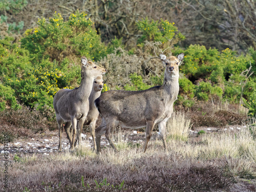 Three Deer
