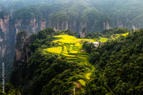 Spectacular rice field terraces in front of Laowuchang village, in Yuanjiajie area of Wulingyuan National Park, Zhangjiajie, China. This national park inspired “Avatar” movie