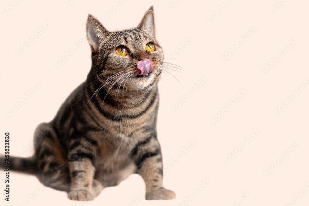 British Short hair cat with bright yellow eyes sits licking with tongue. Tebby color сute cat wants delicacy. Isolated, copy space.