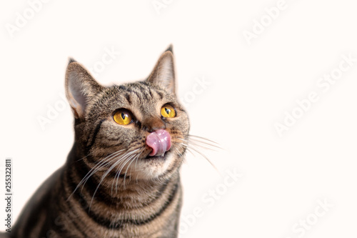 British Short hair cat with bright yellow eyes sits licking with tongue. Tebby color cute cat wants delicacy. Isolated, copy space.