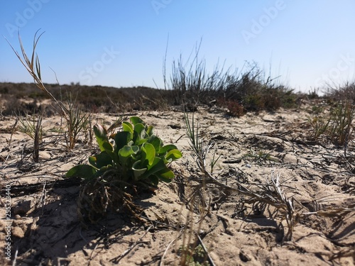 plant in desert