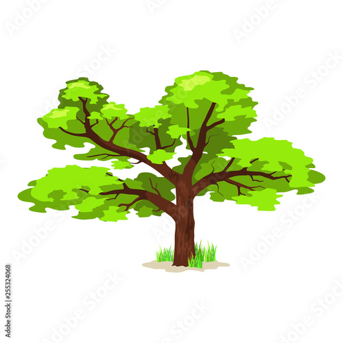 Deciduous tree in four seasons - spring  summer  autumn  winter. Nature and ecology. Natural object for landscape design or park. Cartoon style. Green tree illustration Isolated on white background.