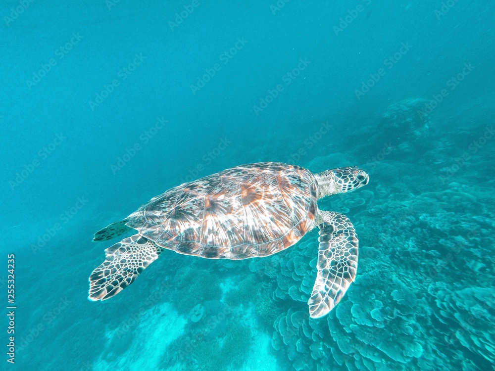 Sea Turtle Ocean Blue Sea Turtle Ocean Blue