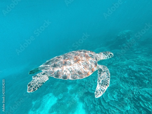 Sea Turtle Ocean Blue