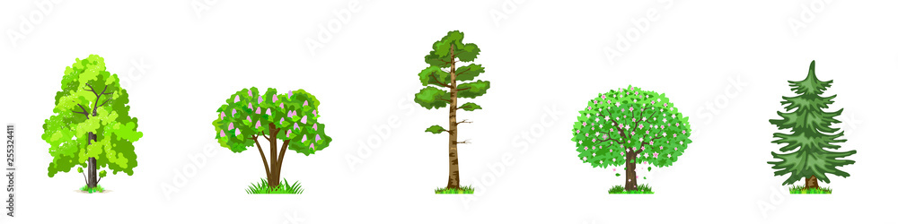 Naklejka premium Deciduous trees in four seasons - spring, summer, autumn, winter. Nature and ecology. Natural object for landscape design or park. Cartoon style. Green trees illustration Isolated on white background.