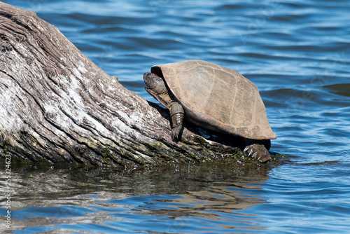 Péloméduse roussâtre, Tortue aquatique, Pelomedusa subrufa photo