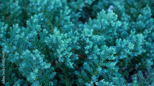 Close up of Creeping Juniper plant for a green background.