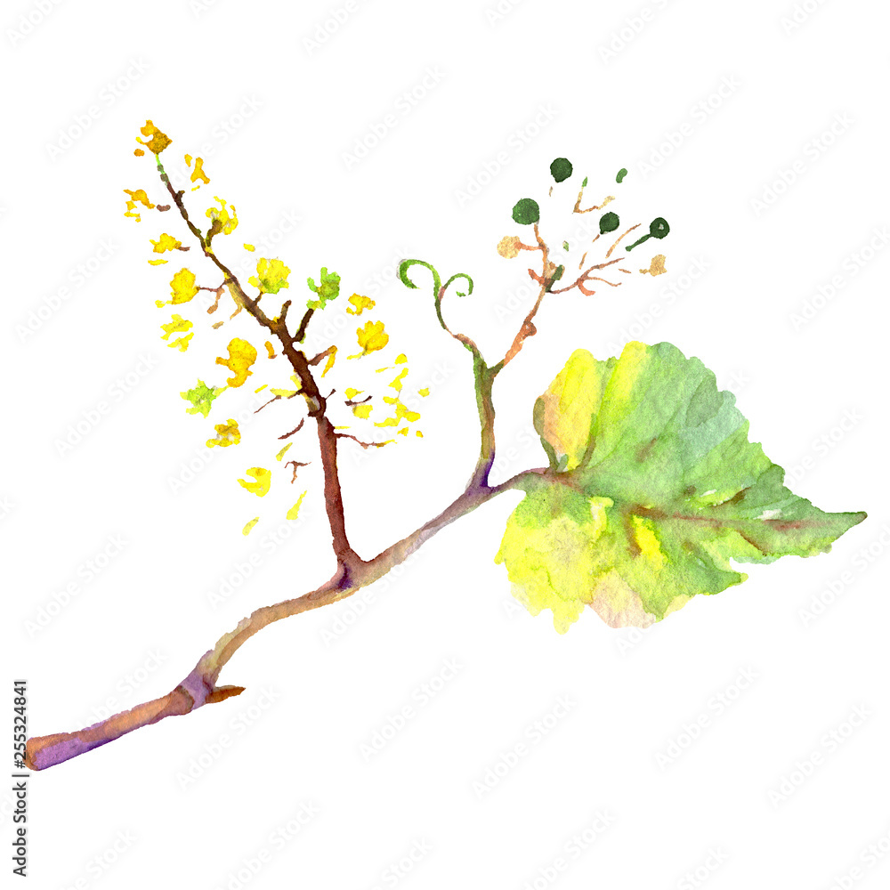 Grape green leaf in a watercolor style isolated. Background illustration set. Isolated leaf illustration element.