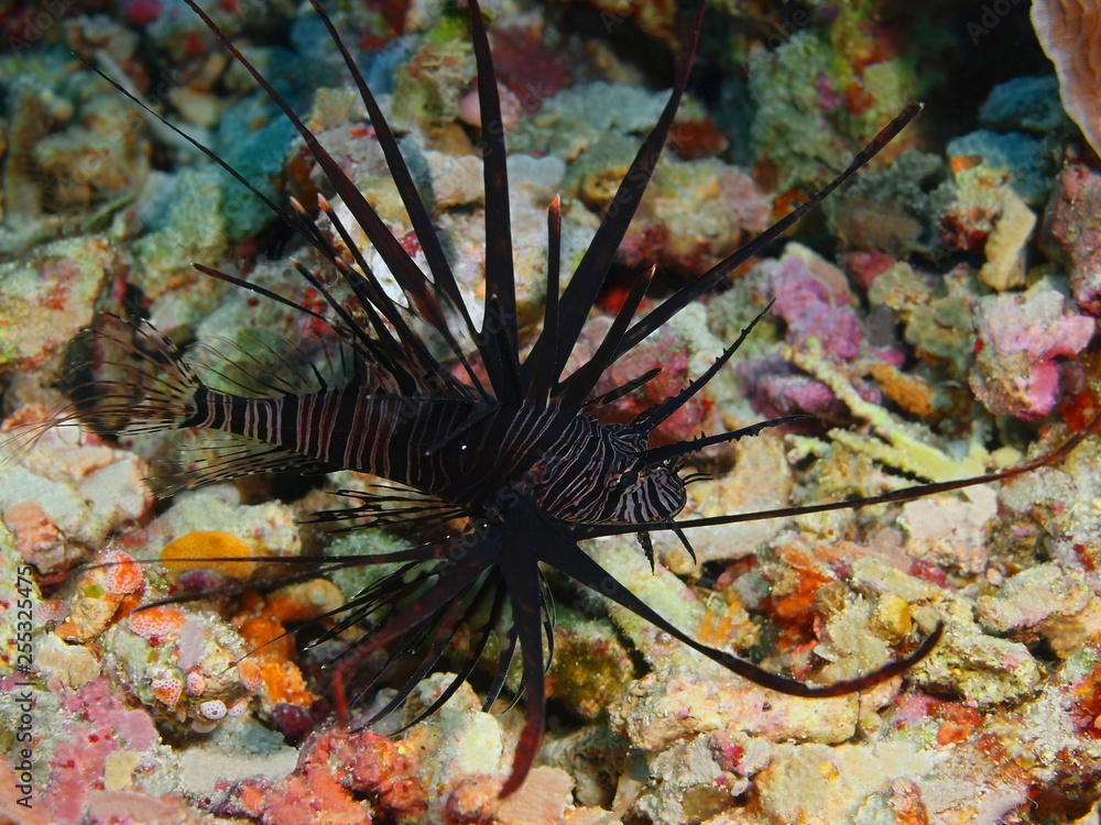 The amazing and mysterious underwater world of Indonesia, North Sulawesi, Bunaken Island, scorpionfish The amazing and mysterious underwater world of Indonesia, North Sulawesi, Bunaken Island, scorpionfish