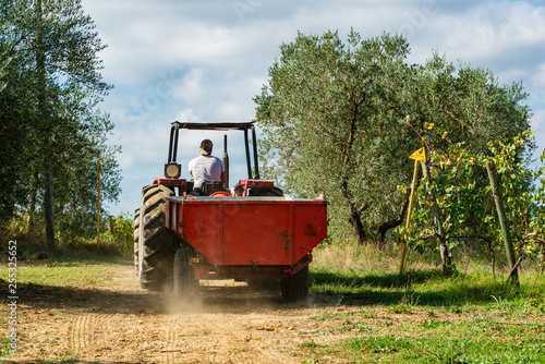 Wenn der Traubenbehälter der Traubenpflückmaschine voll ist, holt ein Traktor mit Anhänger die geernteten Trauben ab. Anschließend liefert er die Ernte im Weinkeller des Weingutes ab