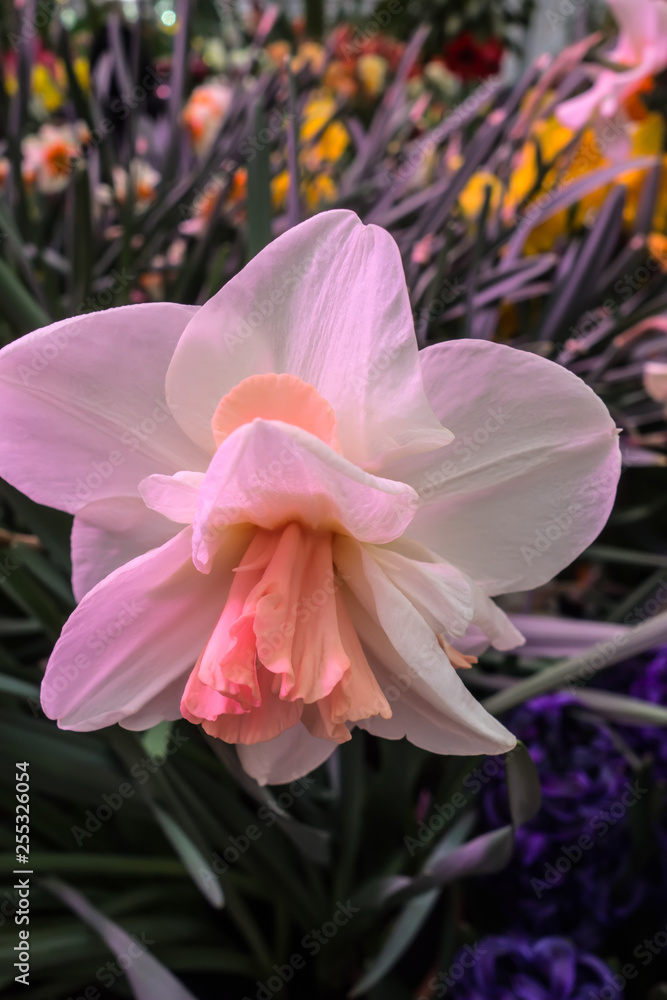 Blooming Flower Narcissus Pink Charm