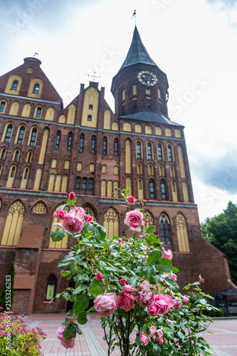 Delicate pink roses in front of the Cathedral where the tomb of Immanuel Kant is located, Kaliningrad, Russia
